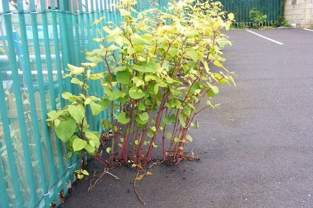 It's easier to list the things that Japanese Knotweed doesn't grow through than what it does.