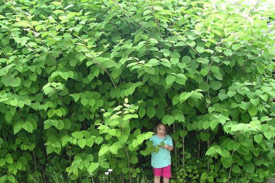 Knotweed Is Coming