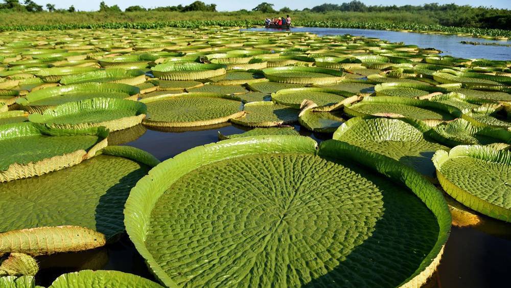 These large Paraguayan Lily Pads are a beautiful illustration of nature's ability to spread exponentially.